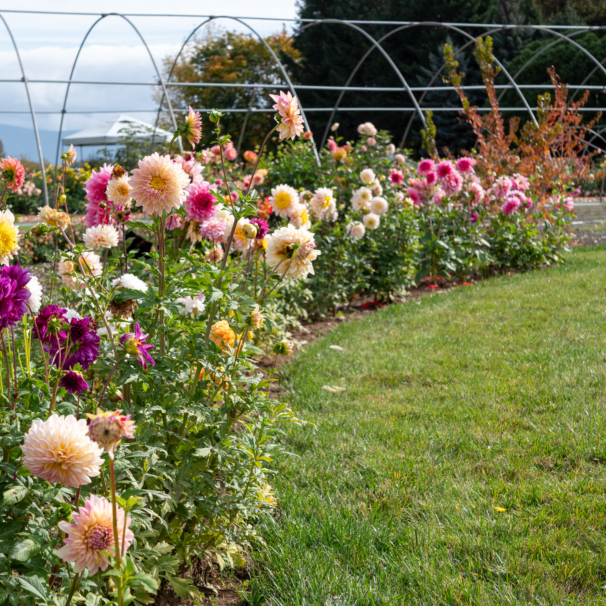 Dahlia beds and lawn at Hues Floral Park in Junction City, Oregon