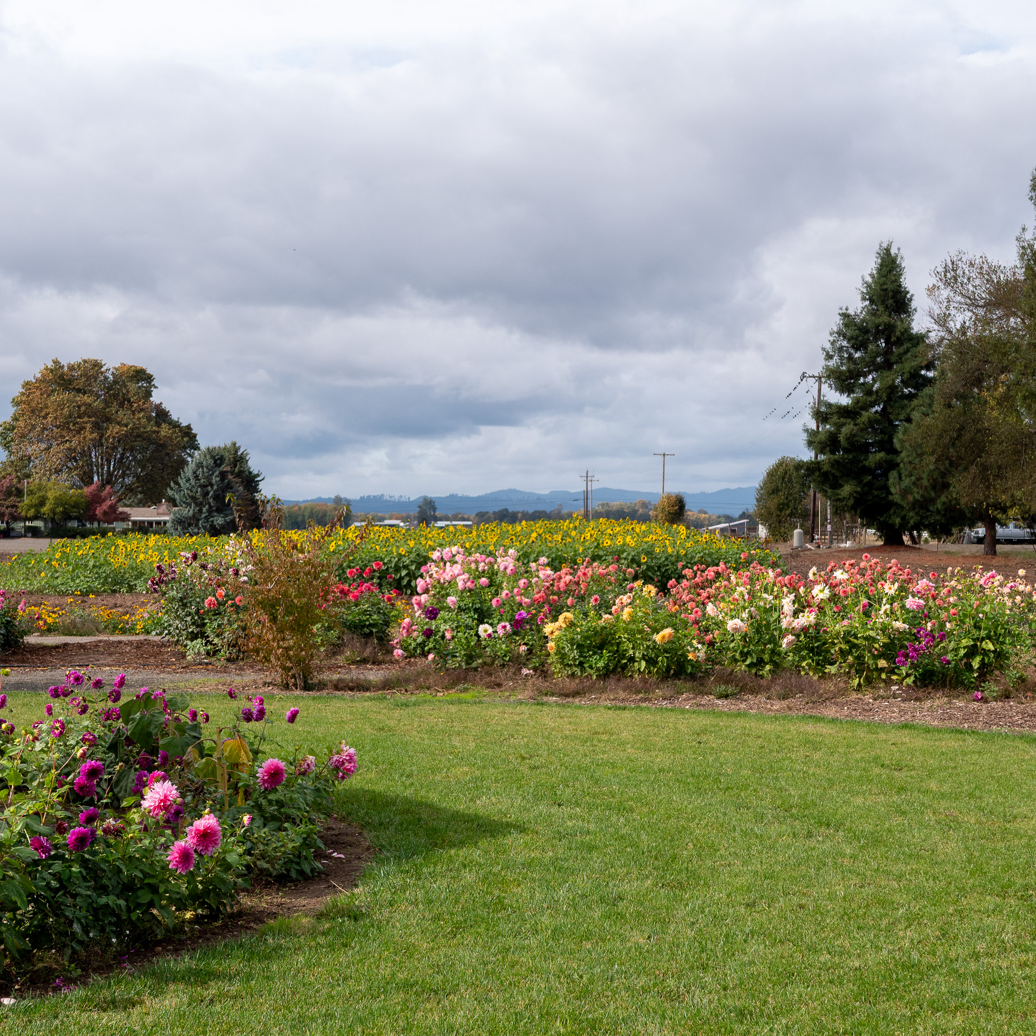 Dahlia beds and lawn at Hues Floral Park in Junction City, Oregon